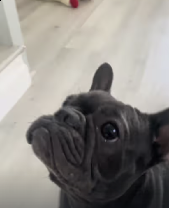 Frenchie picks PowerBall lottery numbers for tonight drawing !